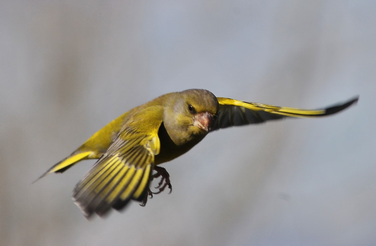 Carrellata di Verdoni - Carduelis chloris